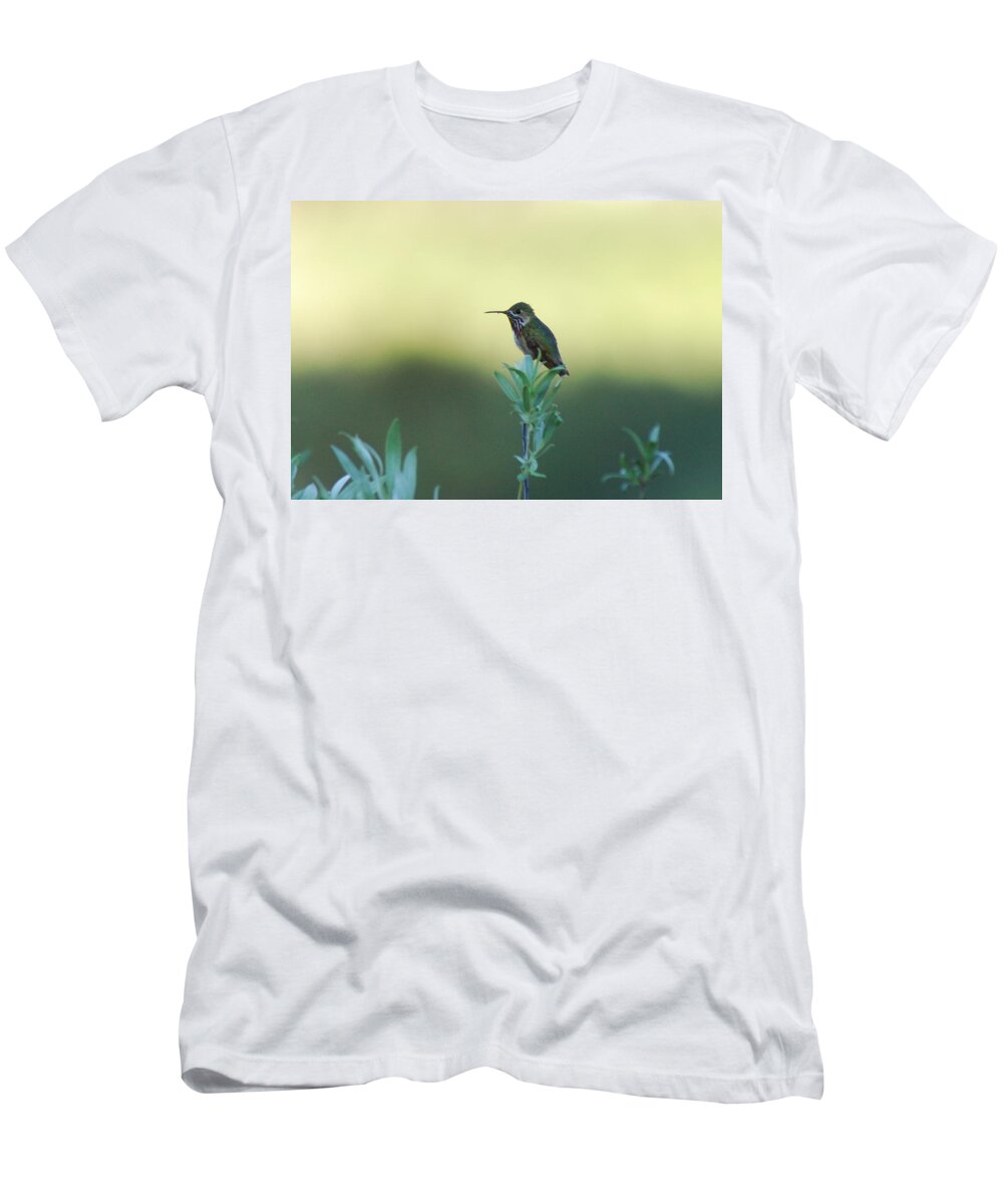 Hummingbird T-Shirt featuring the photograph Big World by Donna Blackhall