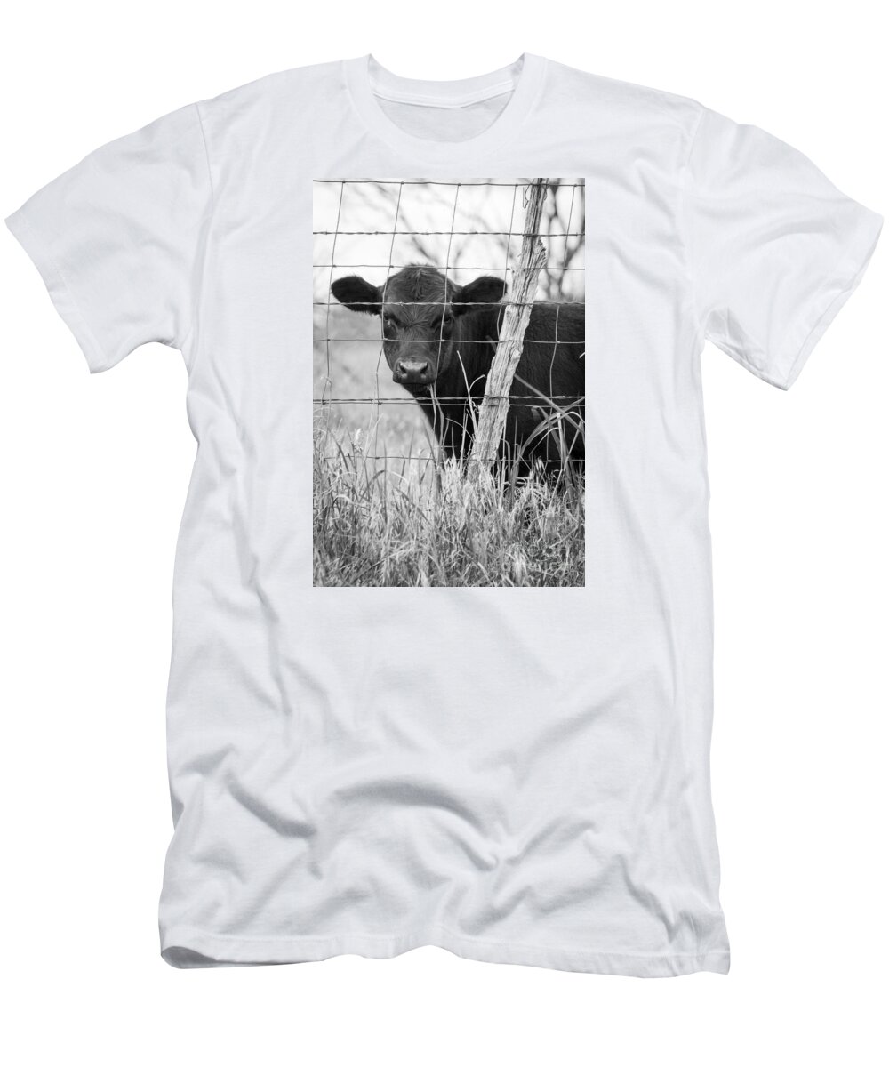 Black Angus Calf T-Shirt featuring the photograph Black Angus Calf by Imagery by Charly