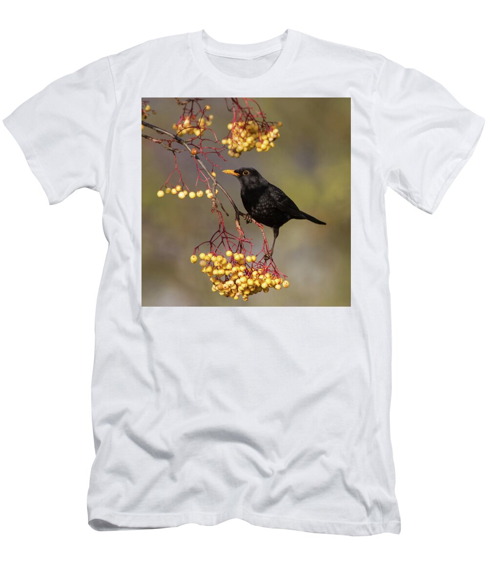 Blackbird T-Shirt featuring the photograph Blackbird Yellow Berries by Pete Walkden