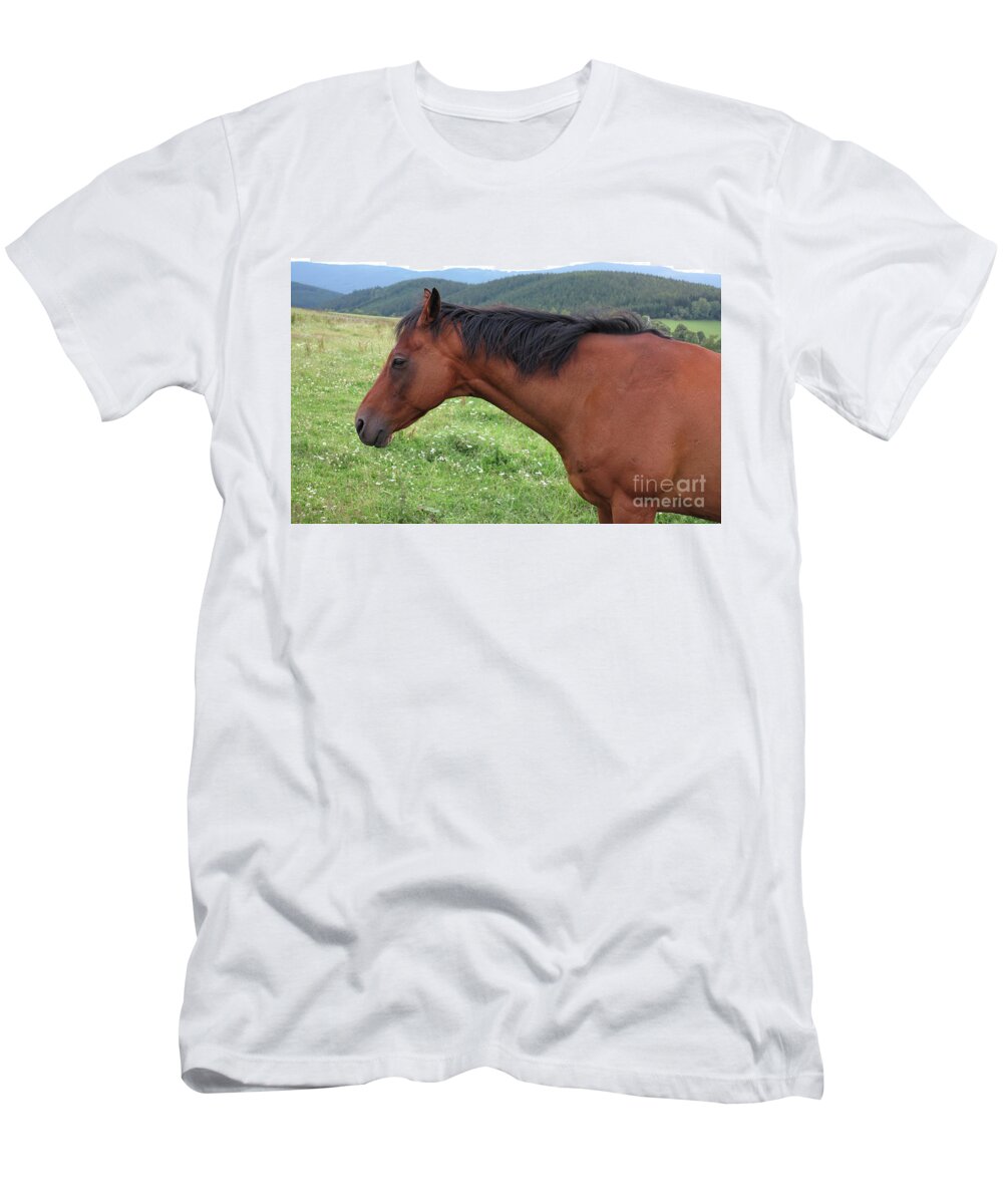 Horse T-Shirt featuring the photograph Brown horse on pasture by Michal Boubin