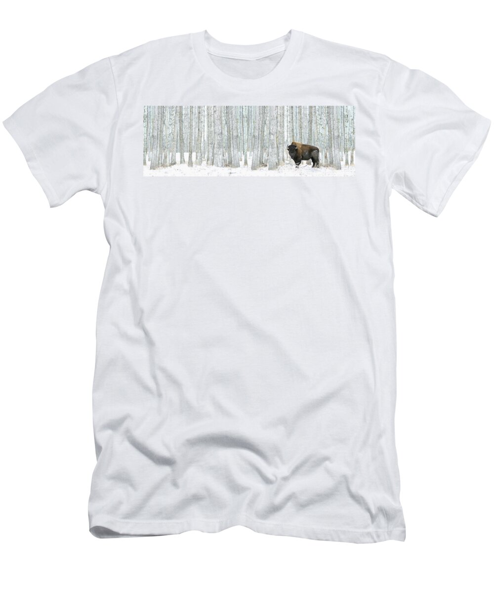 Animal T-Shirt featuring the photograph Buffalo Standing In Snow Among Poplar by Richard Wear