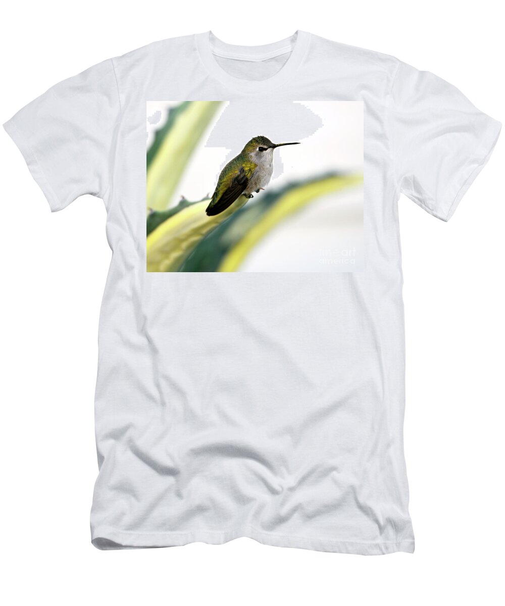 Denise Bruchman T-Shirt featuring the photograph Calliope Hummingbird on Agave by Denise Bruchman