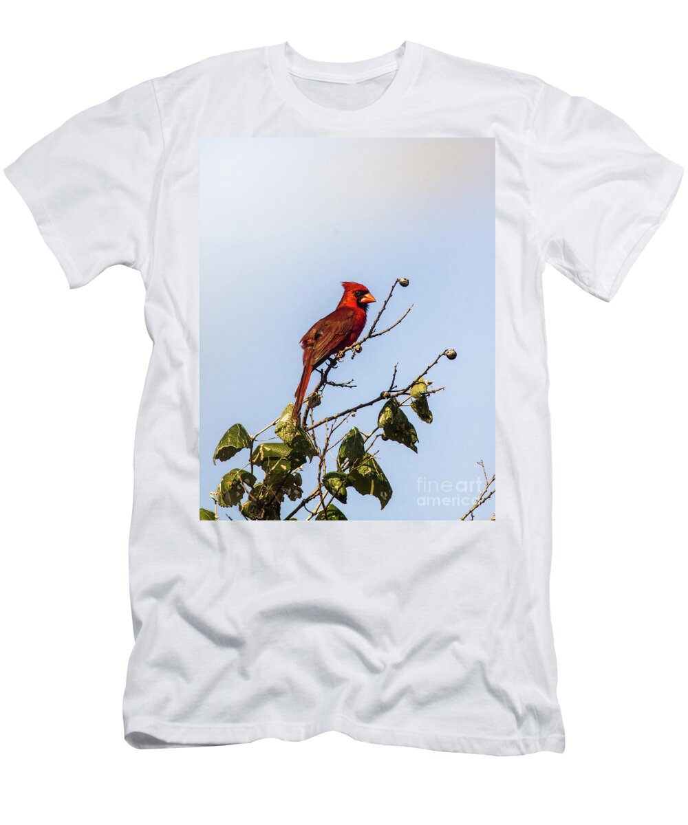 Animal T-Shirt featuring the photograph Cardinal On Treetop by Robert Frederick