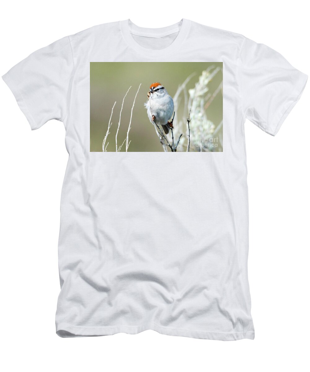 Chipping Sparrow T-Shirt featuring the photograph Chipping Sparrow by Michael Dawson