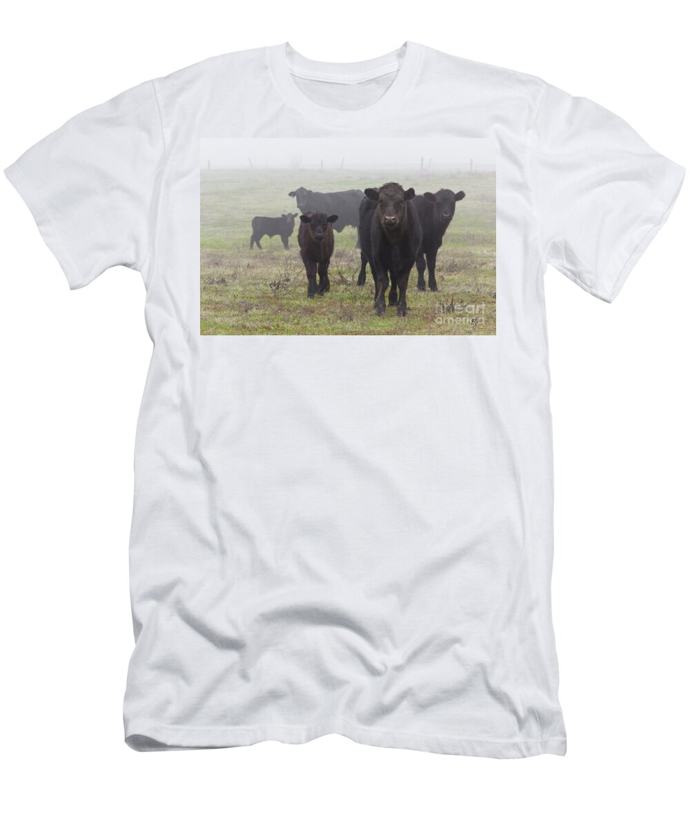 Cow T-Shirt featuring the photograph Cows by Anthony Michael Bonafede