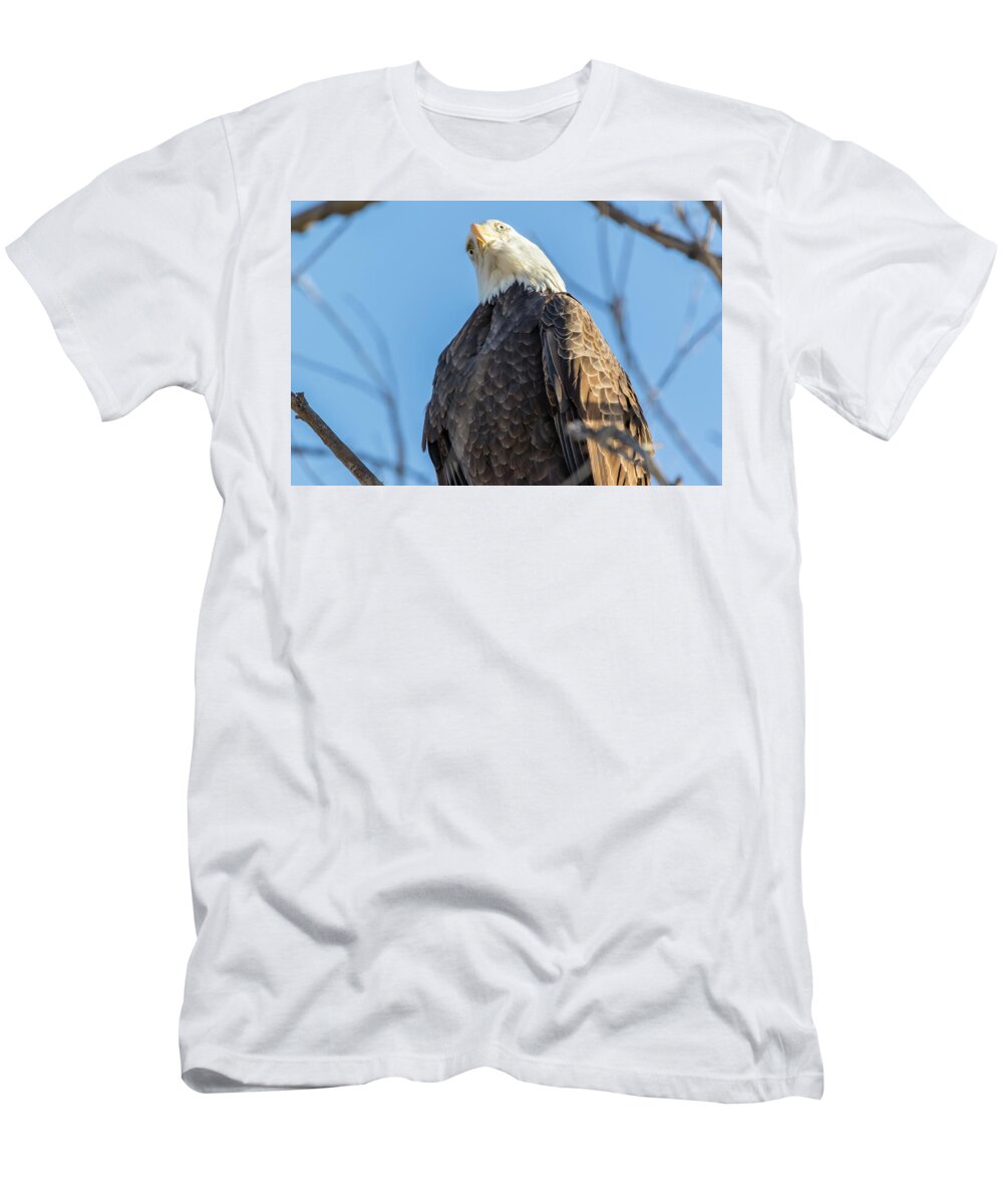 California T-Shirt featuring the photograph Curious by Marc Crumpler