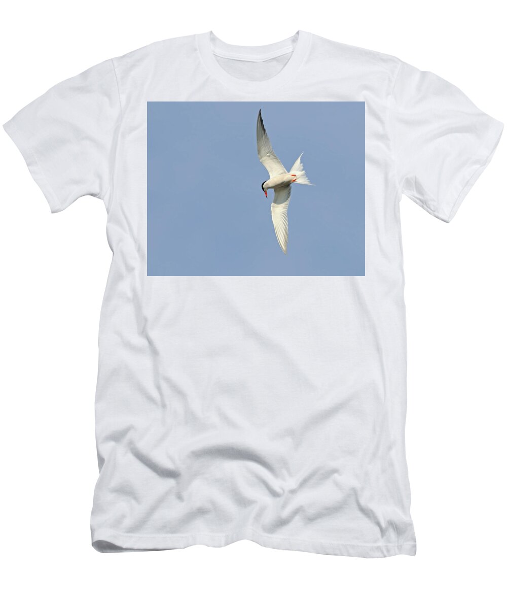 Common Tern T-Shirt featuring the photograph Dive by Tony Beck