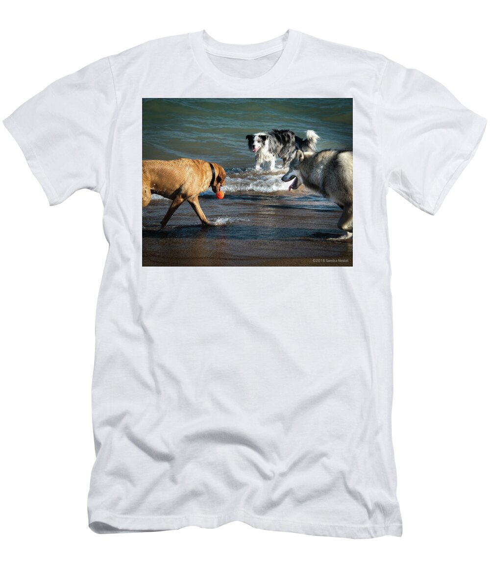 Dog Dogs Dog Beach Evanston Blur Lake Lake Michigan T-Shirt featuring the photograph Dog Beach 1 by Sandra Nesbit