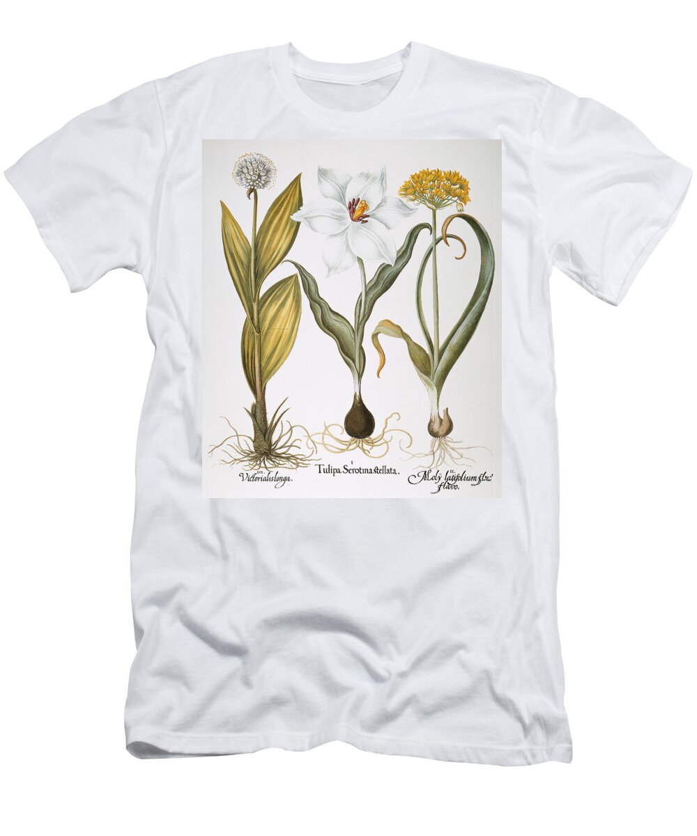 1613 T-Shirt featuring the photograph Garlic, 1613 by Granger
