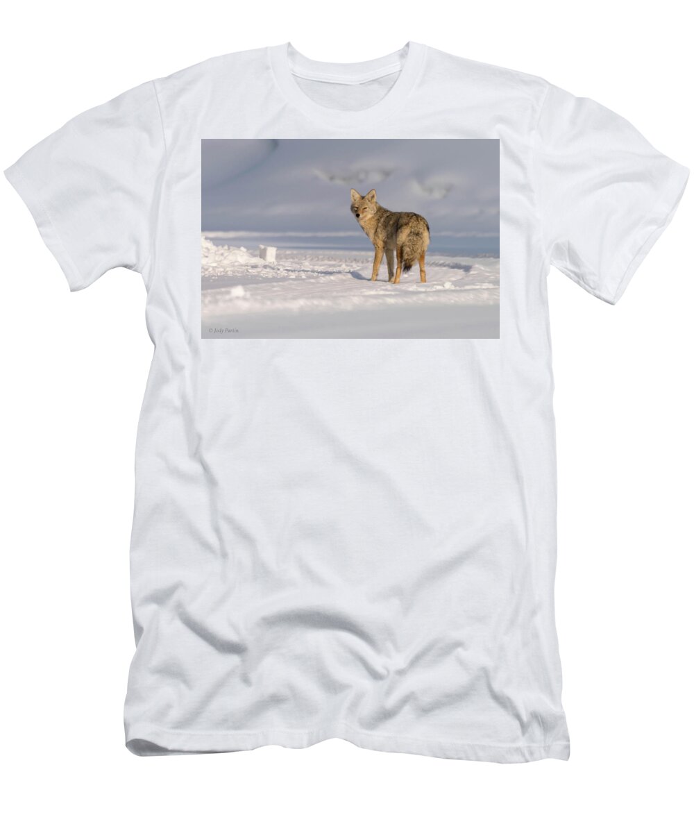 Coyote T-Shirt featuring the photograph Grand Teton Coyote by Jody Partin