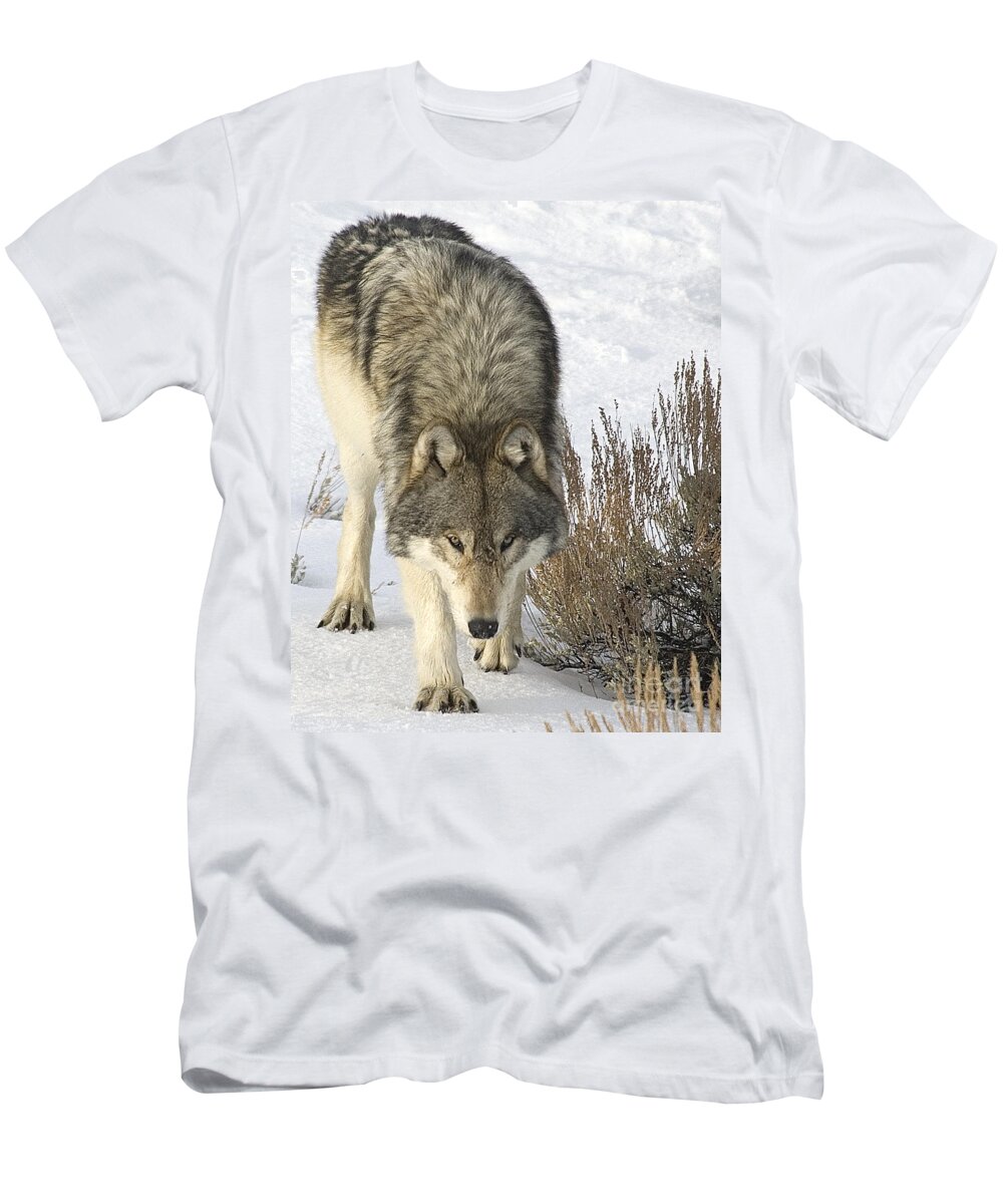 Wolf T-Shirt featuring the photograph Gray Wolf by Gary Beeler