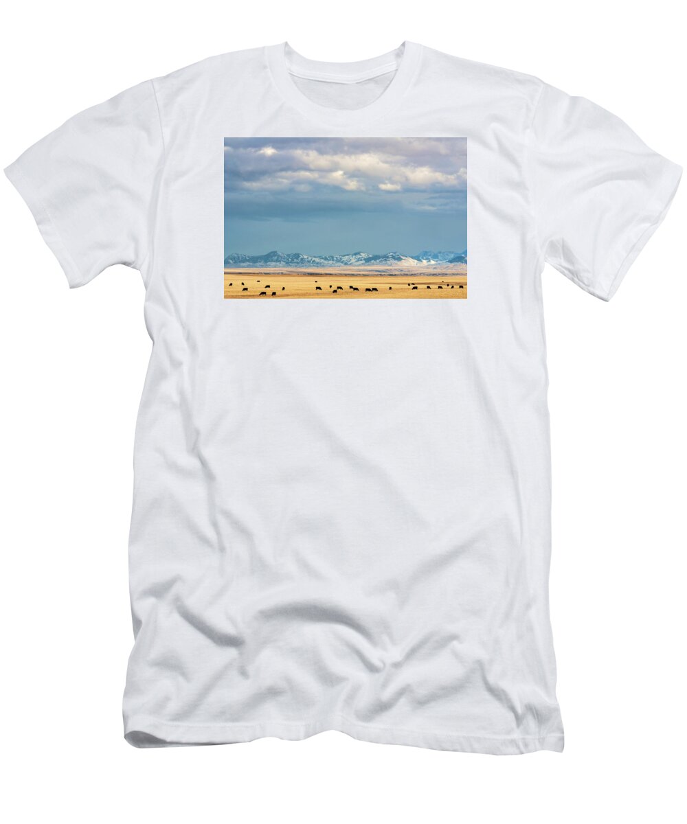 Cattle T-Shirt featuring the photograph Grazing Near Highwood by Todd Klassy