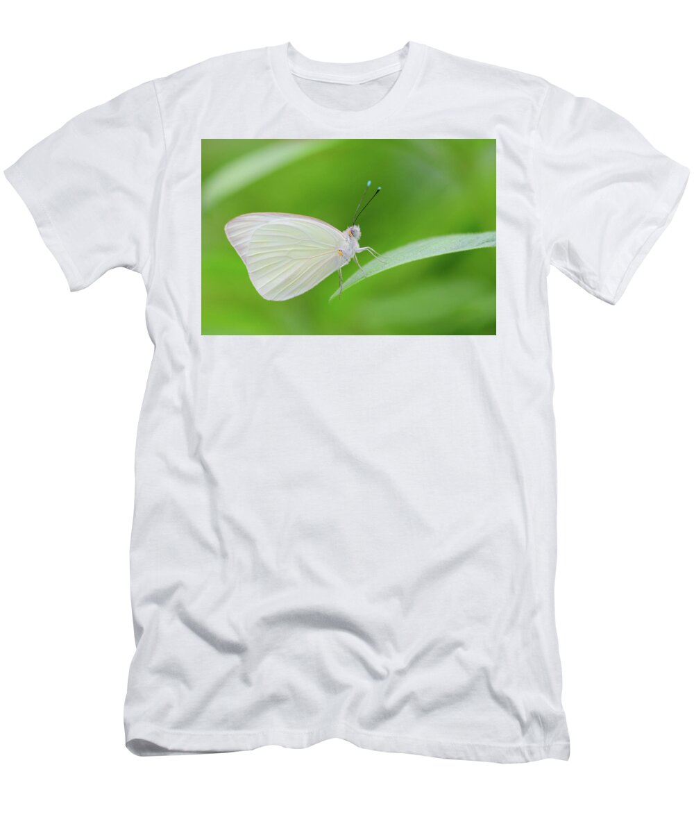 Butterfly T-Shirt featuring the photograph Great Southern White Butterfly by Artful Imagery