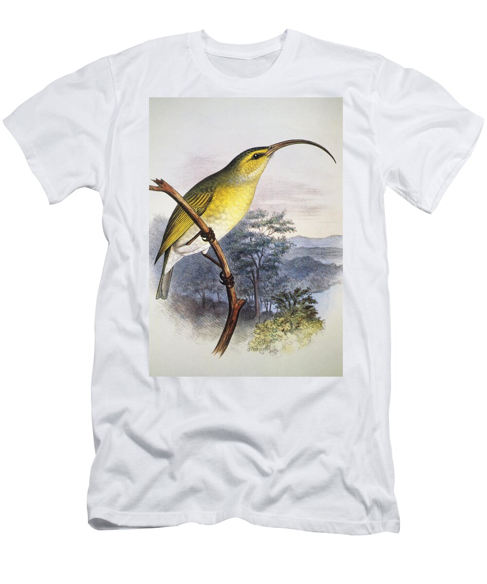1893 T-Shirt featuring the painting Greater Akialoa by Hawaiian Legacy Archive - Printscapes
