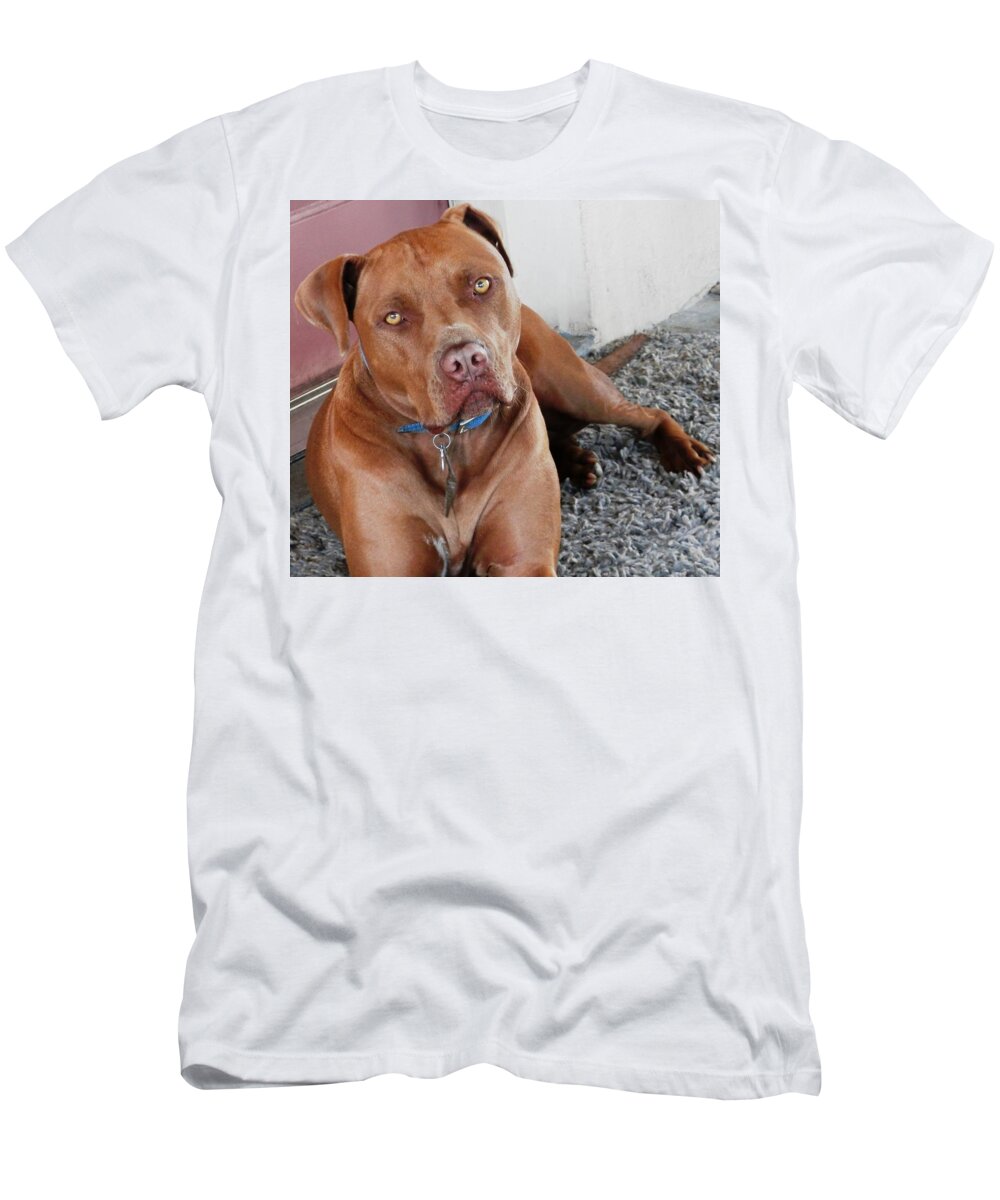Beautiful T-Shirt featuring the photograph Handsome Red Nose Pit JAK by Belinda Lee