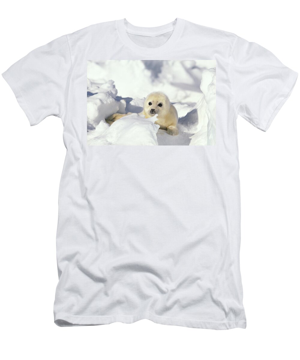 Mp T-Shirt featuring the photograph Harp Seal Phoca Groenlandicus Pup, Gulf by Gerry Ellis