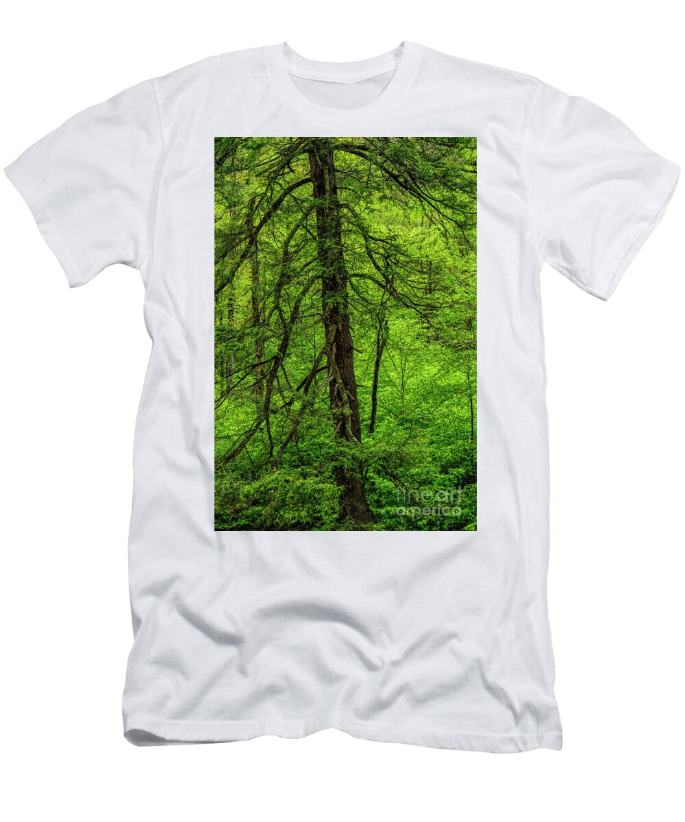 Pine T-Shirt featuring the photograph Hemlock Monongahela National Forest by Thomas R Fletcher