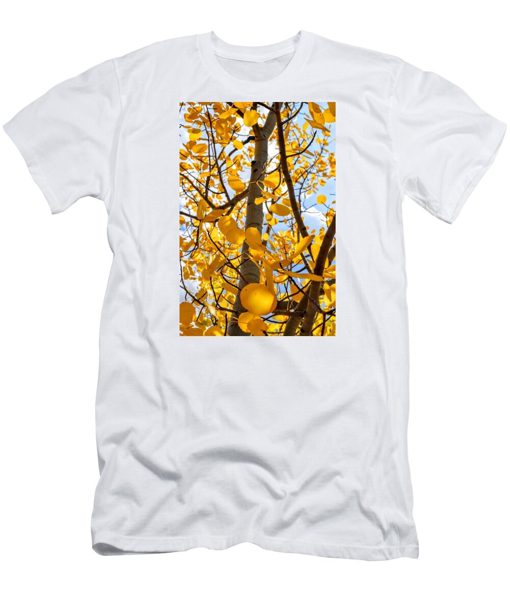 Aspen Tree T-Shirt featuring the photograph In the Aspen Tree by Michael Brungardt