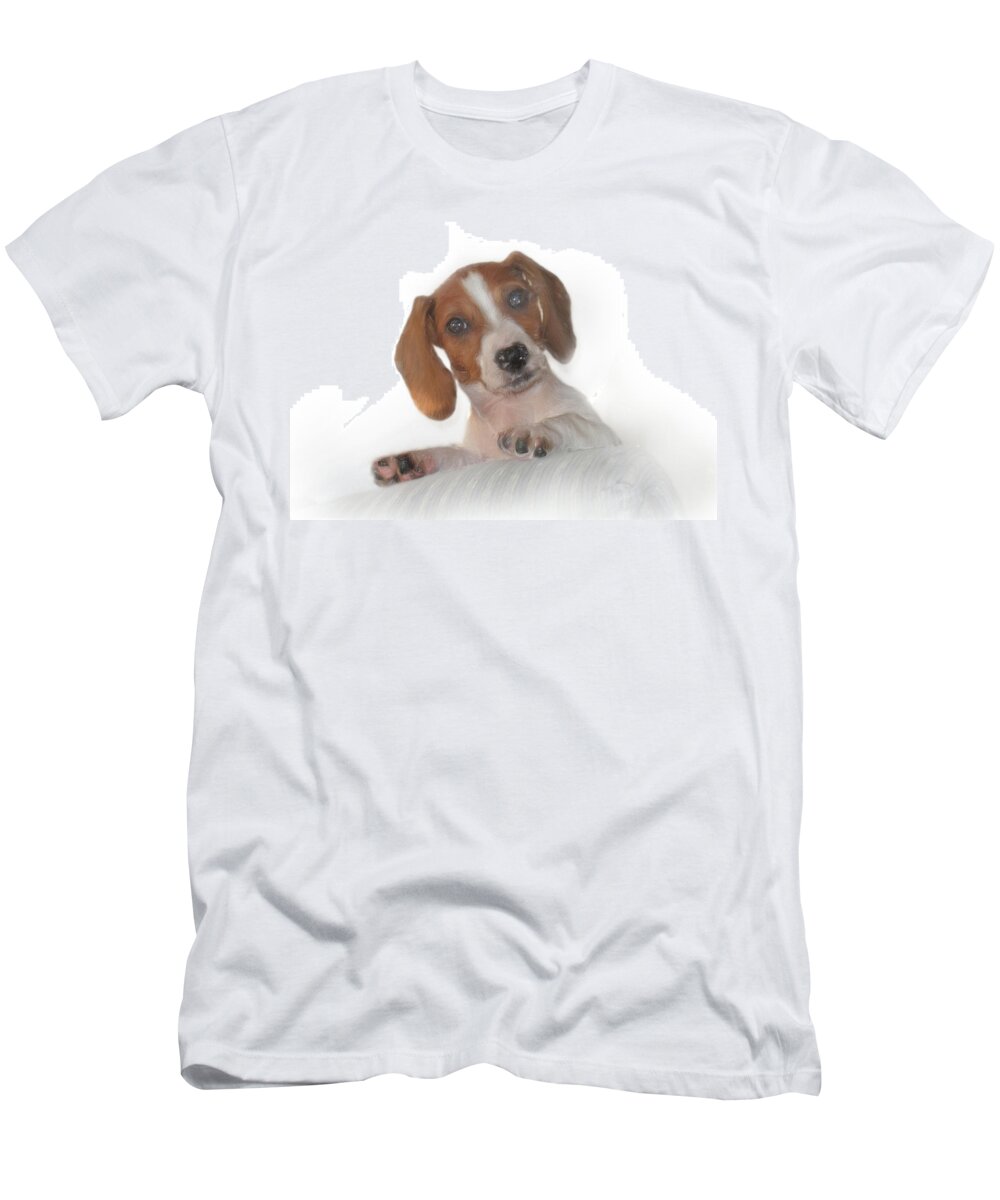Animals T-Shirt featuring the photograph Inquisitive Dachshund by David and Carol Kelly