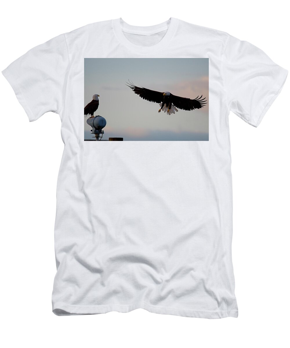 Blue Heron Comox British Columbia Pacific Ocean Canada Birds Wildlife. Ocean West Coast Miracle Beach Bald Eagle T-Shirt featuring the photograph Landing by Edward Kovalsky