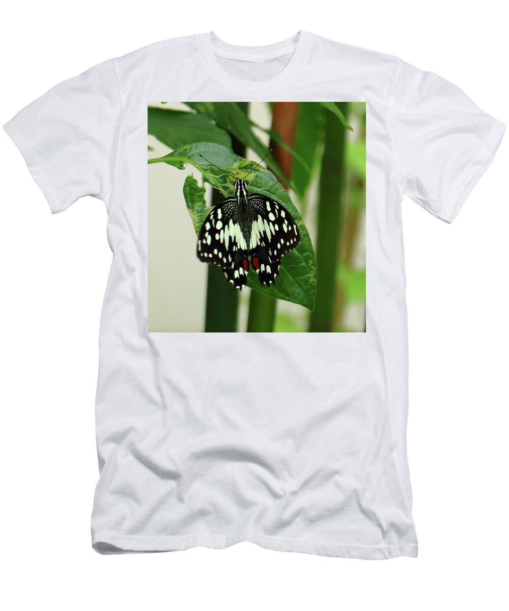 Butterfly Insect Wings Black White Red Blue Lime Butterfly Leaf Green Stems Nature Wildlife T-Shirt featuring the photograph Lime Butterfly by Jeff Townsend