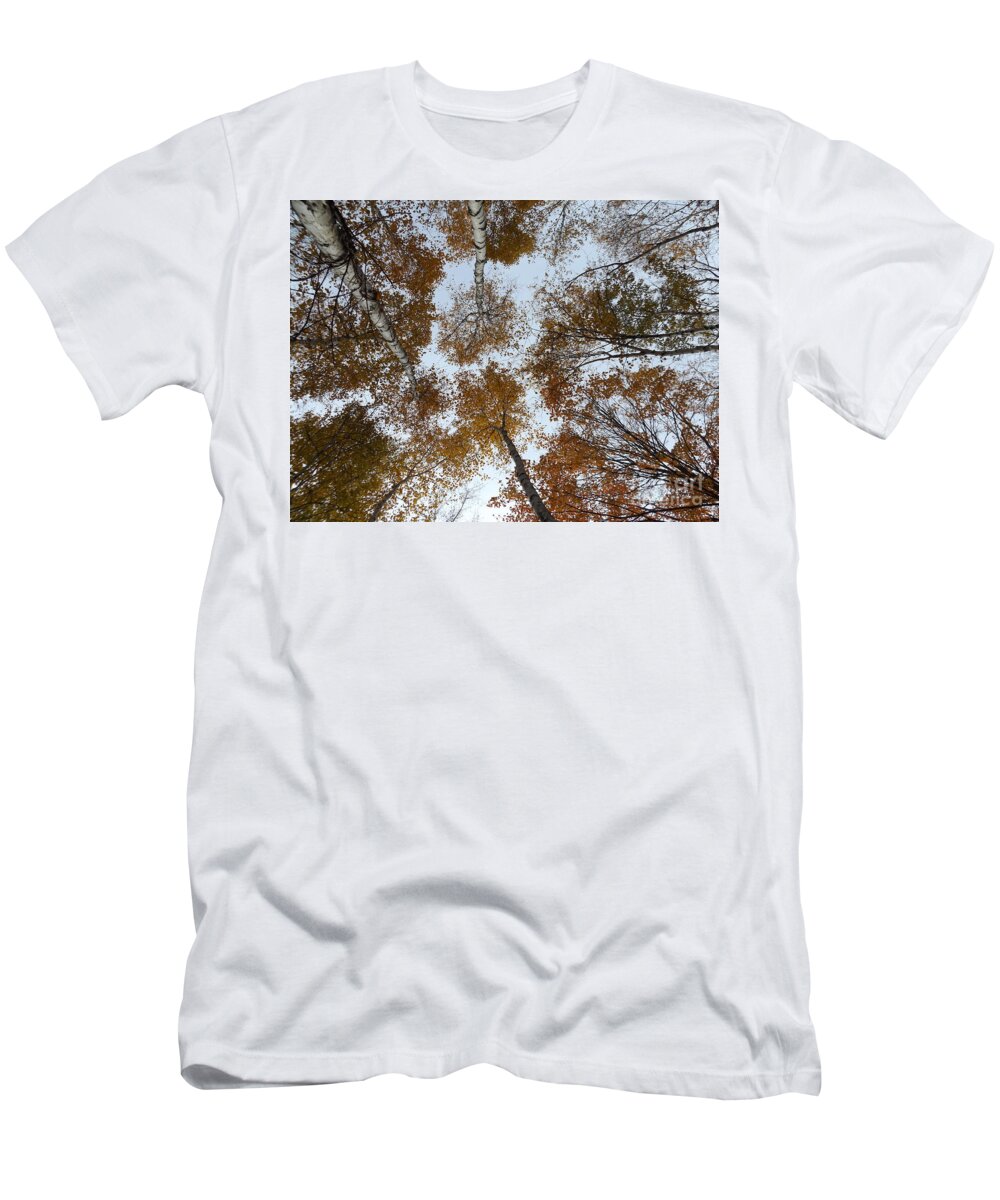 Up T-Shirt featuring the photograph Looking up at the Birches by Erick Schmidt