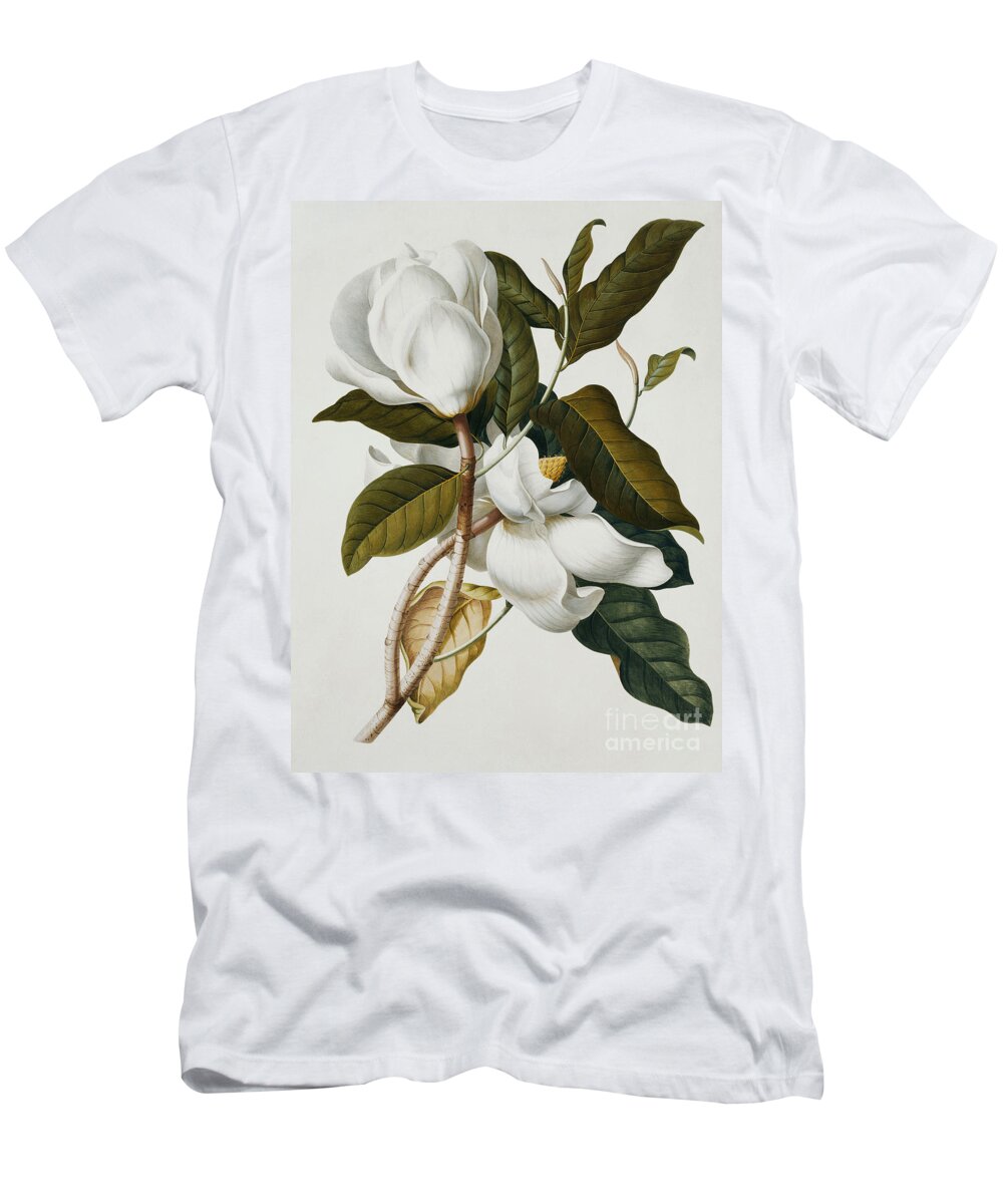 Magnolia T-Shirt featuring the painting Magnolia by Georg Dionysius Ehret