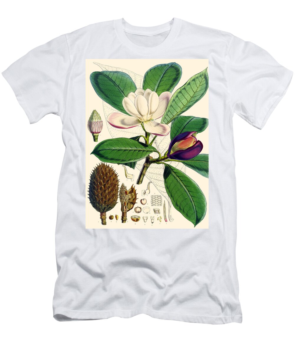 Magnolia T-Shirt featuring the painting Magnolia hodgsonii by Joseph Dalton Hooker