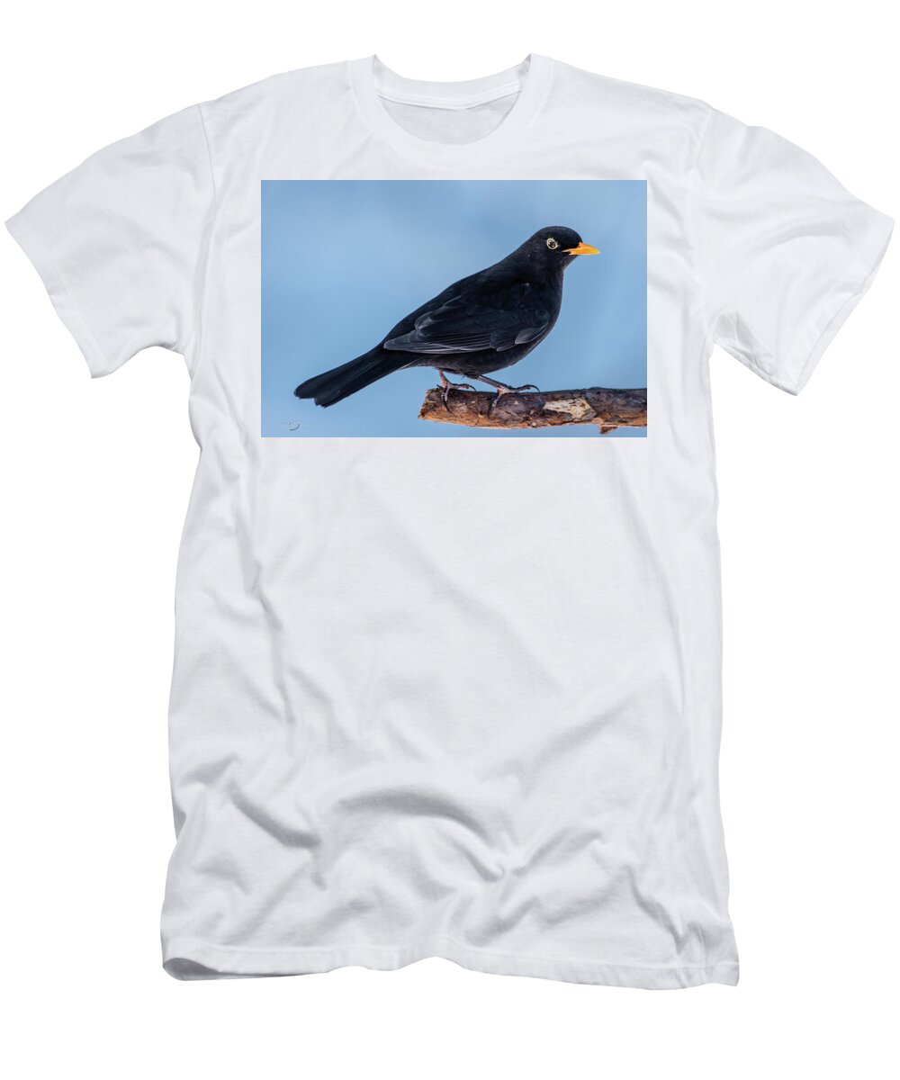 Blackbird T-Shirt featuring the photograph Male blackbird perching on a pine branch in profile by Torbjorn Swenelius