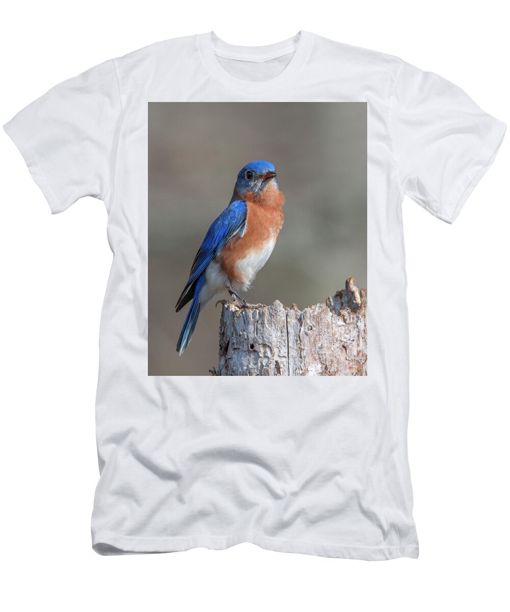 Nature T-Shirt featuring the photograph Male Eastern Bluebird Singing DSB0288 by Gerry Gantt