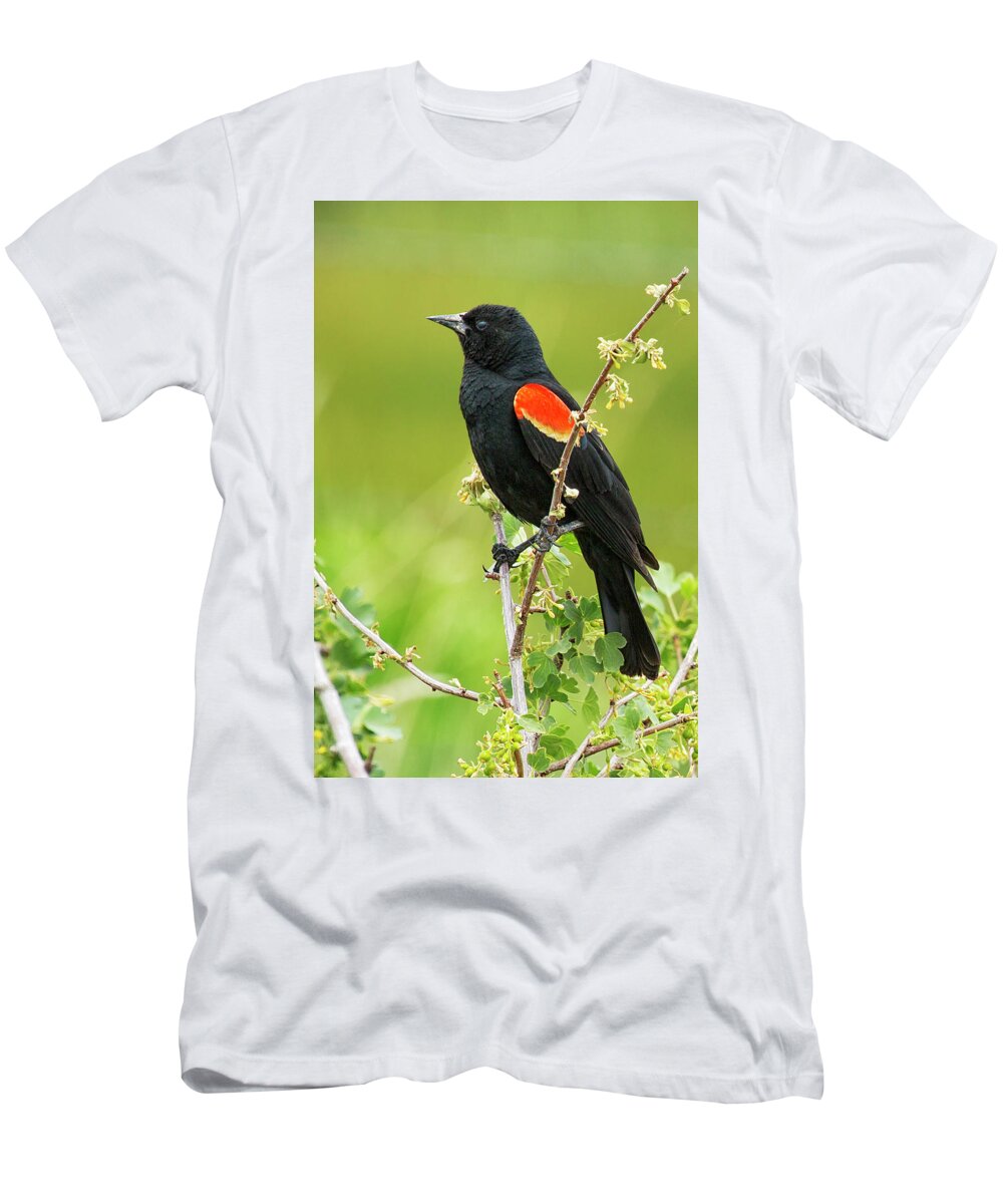 Red-winged Blackbird T-Shirt featuring the photograph Male Red-winged Blackbird by Belinda Greb