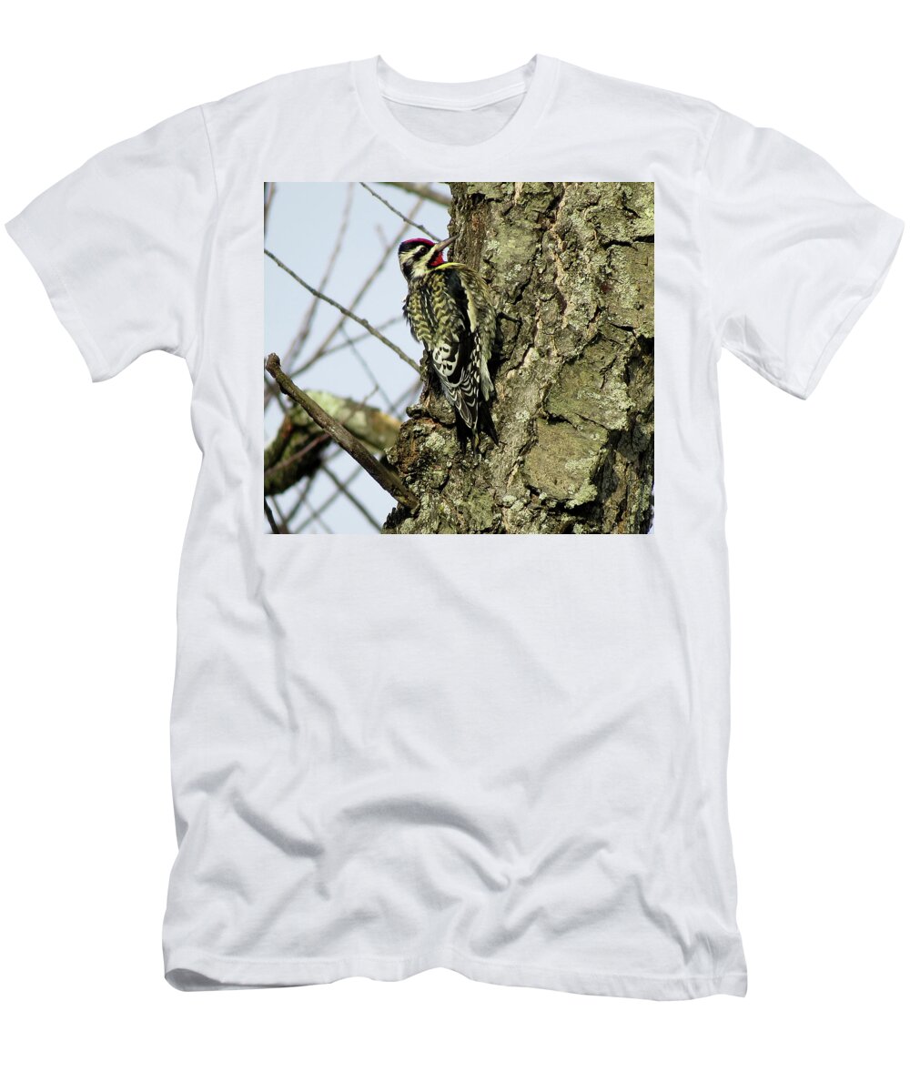 Birds T-Shirt featuring the photograph Male Yellow-bellied Sapsucker by Linda Stern
