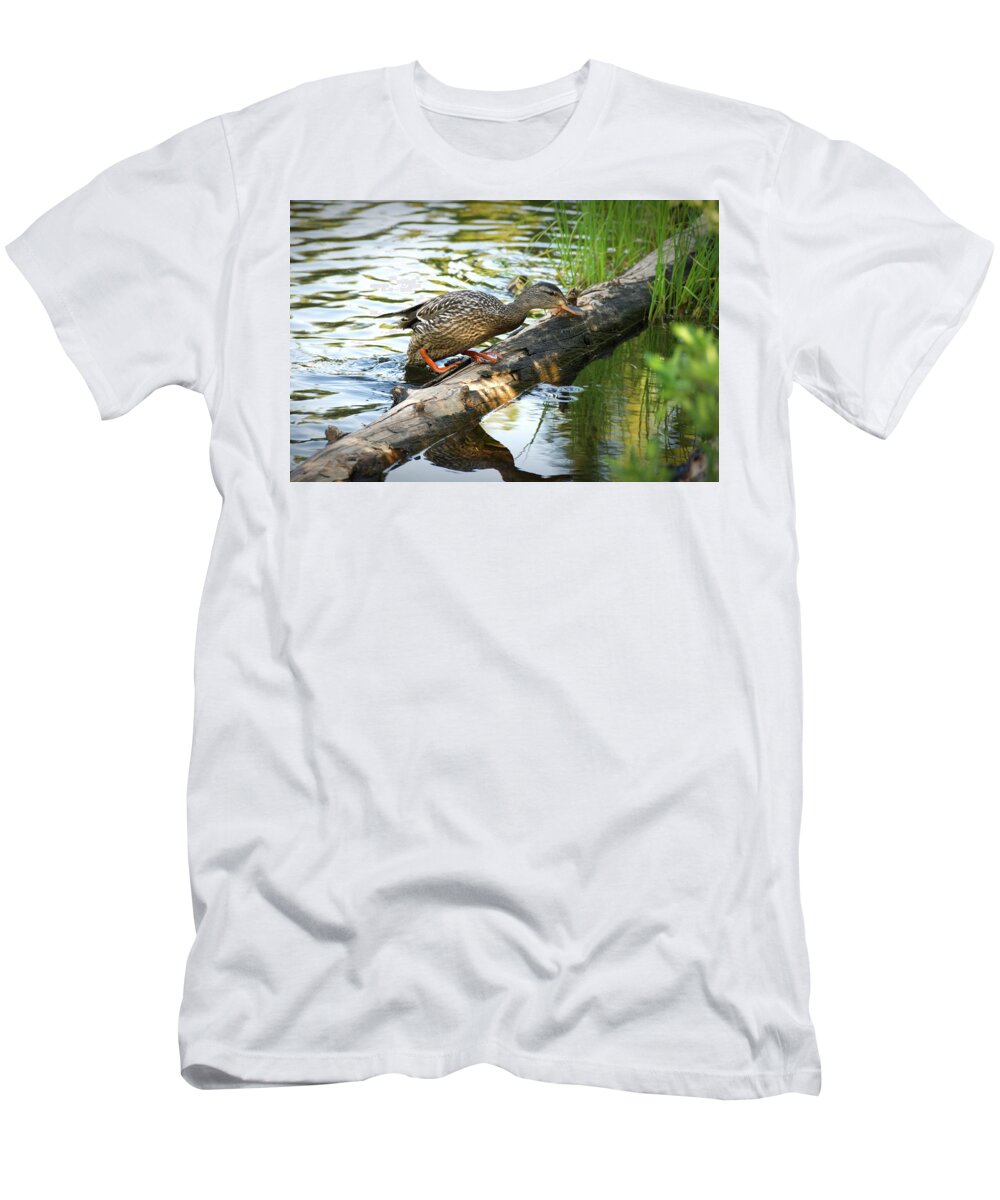 Colorado T-Shirt featuring the photograph Mother Duck by Kristin Davidson