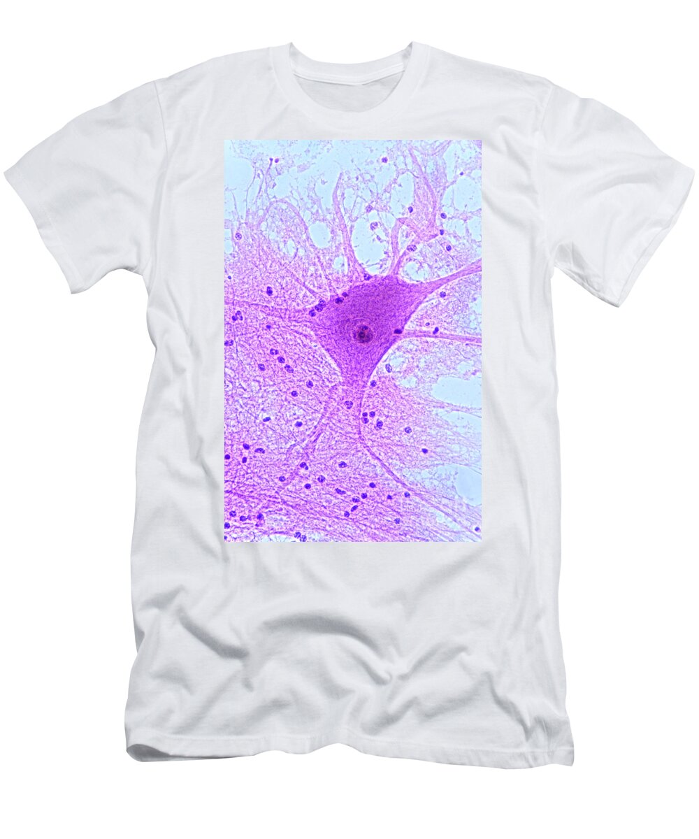Histology T-Shirt featuring the photograph Motor Neuron From Spinal Cord by M I Walker