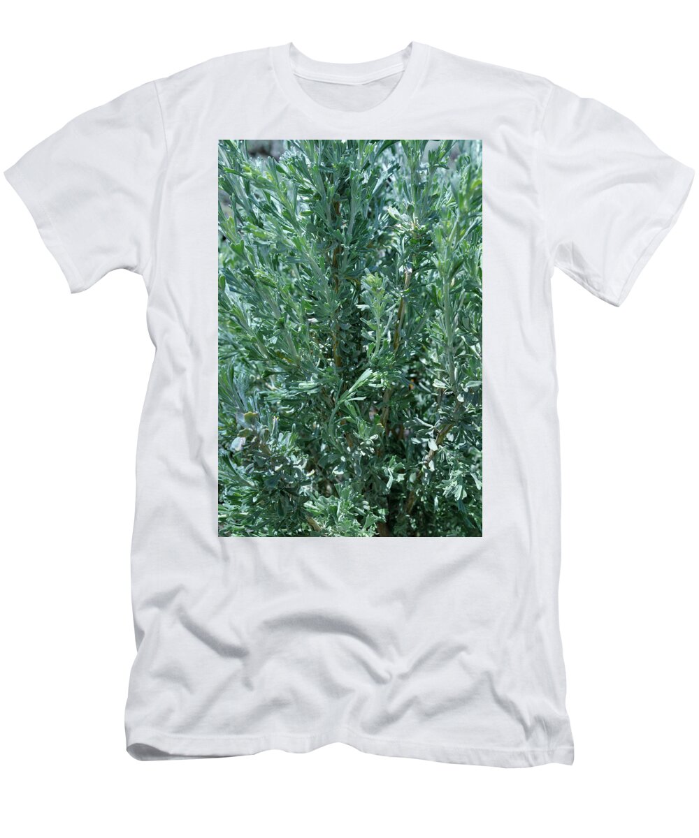 Landscape T-Shirt featuring the photograph New Sage by Ron Cline