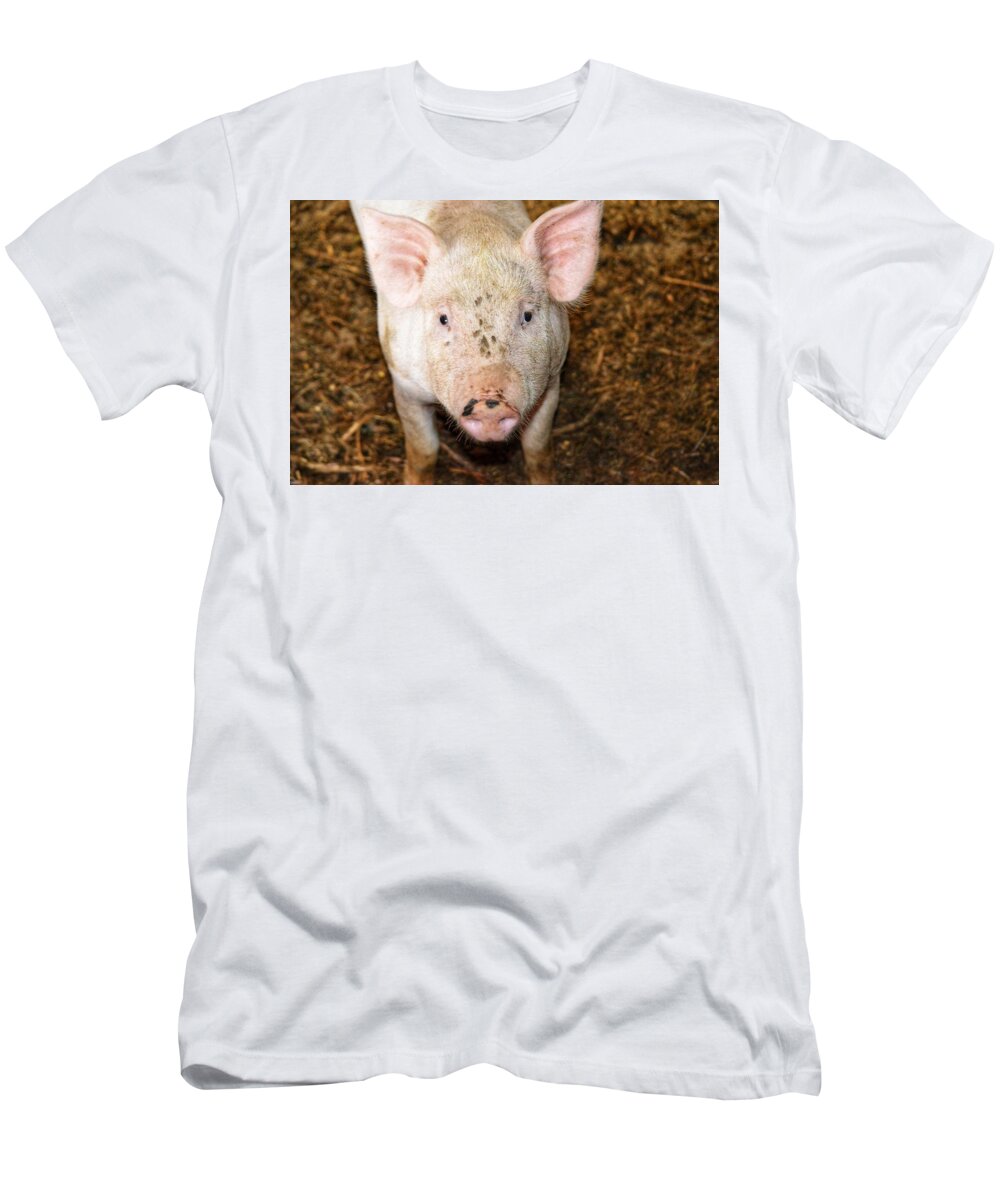 Pig T-Shirt featuring the photograph Pig by Joseph Caban