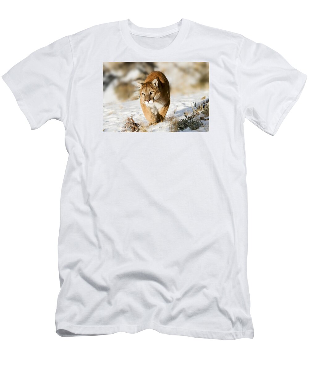 Mountain Lion T-Shirt featuring the photograph Prowling Mountain Lion by Scott Read