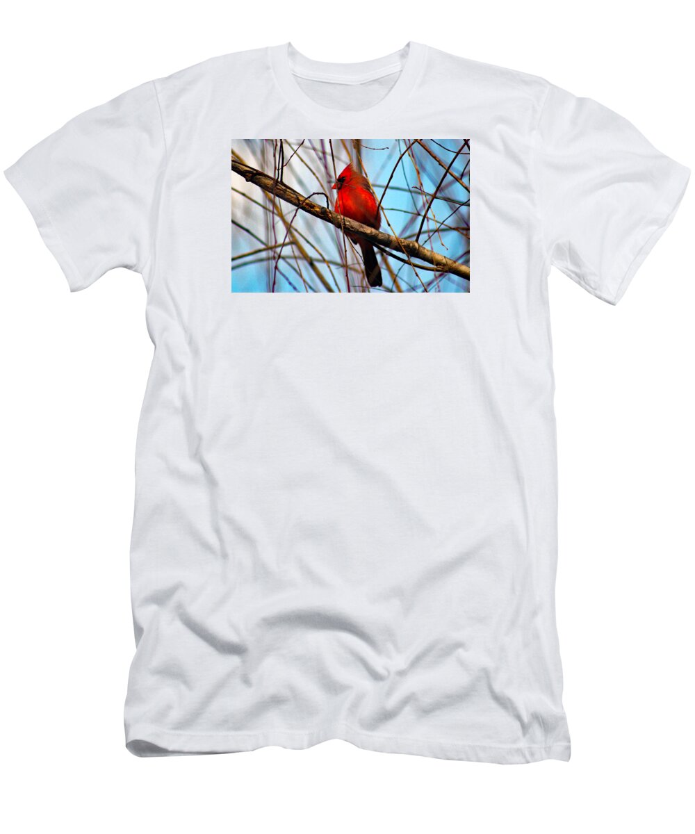 Redbird T-Shirt featuring the photograph Red Bird Sitting Patiently by DB Hayes