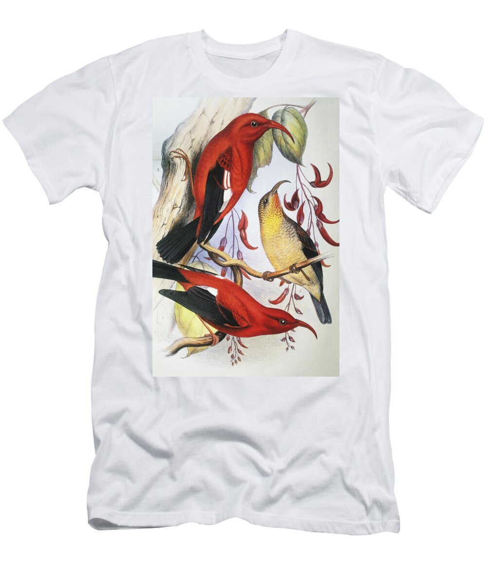 1893 T-Shirt featuring the painting Red Hawaiian Honeycreeper by Hawaiian Legacy Archive - Printscapes