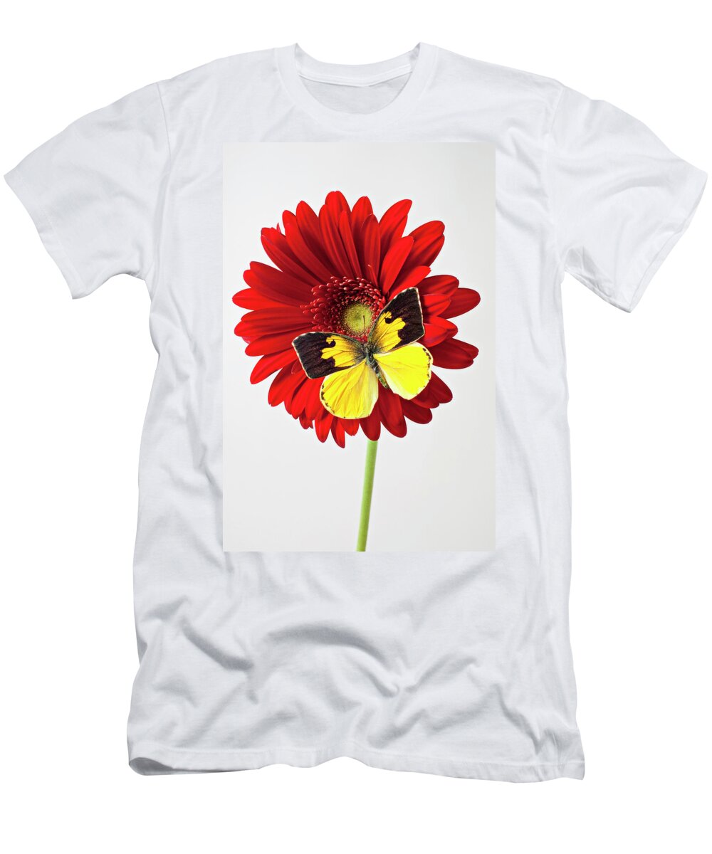 Red Mum Dogface Butterfly Chrysanthemums T-Shirt featuring the photograph Red mum with Dogface butterfly by Garry Gay