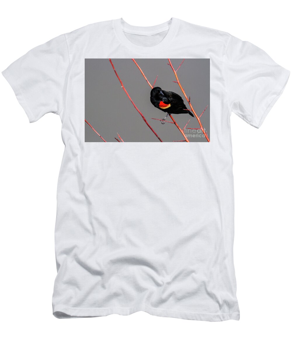 Red-winged Blackbird T-Shirt featuring the photograph Red Twigs by Jim Garrison