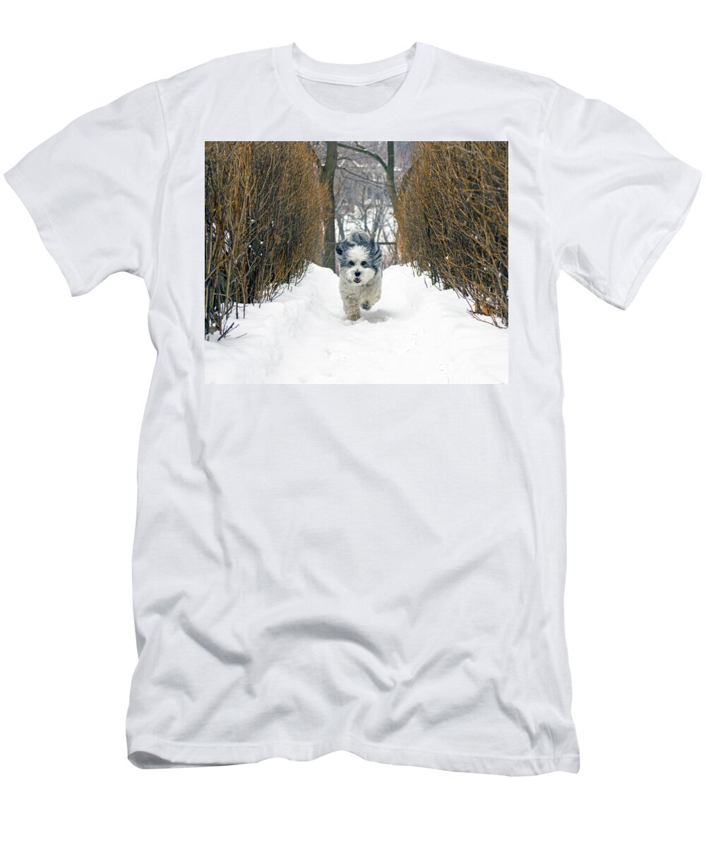 Winter T-Shirt featuring the photograph Ripley's Run by Keith Armstrong