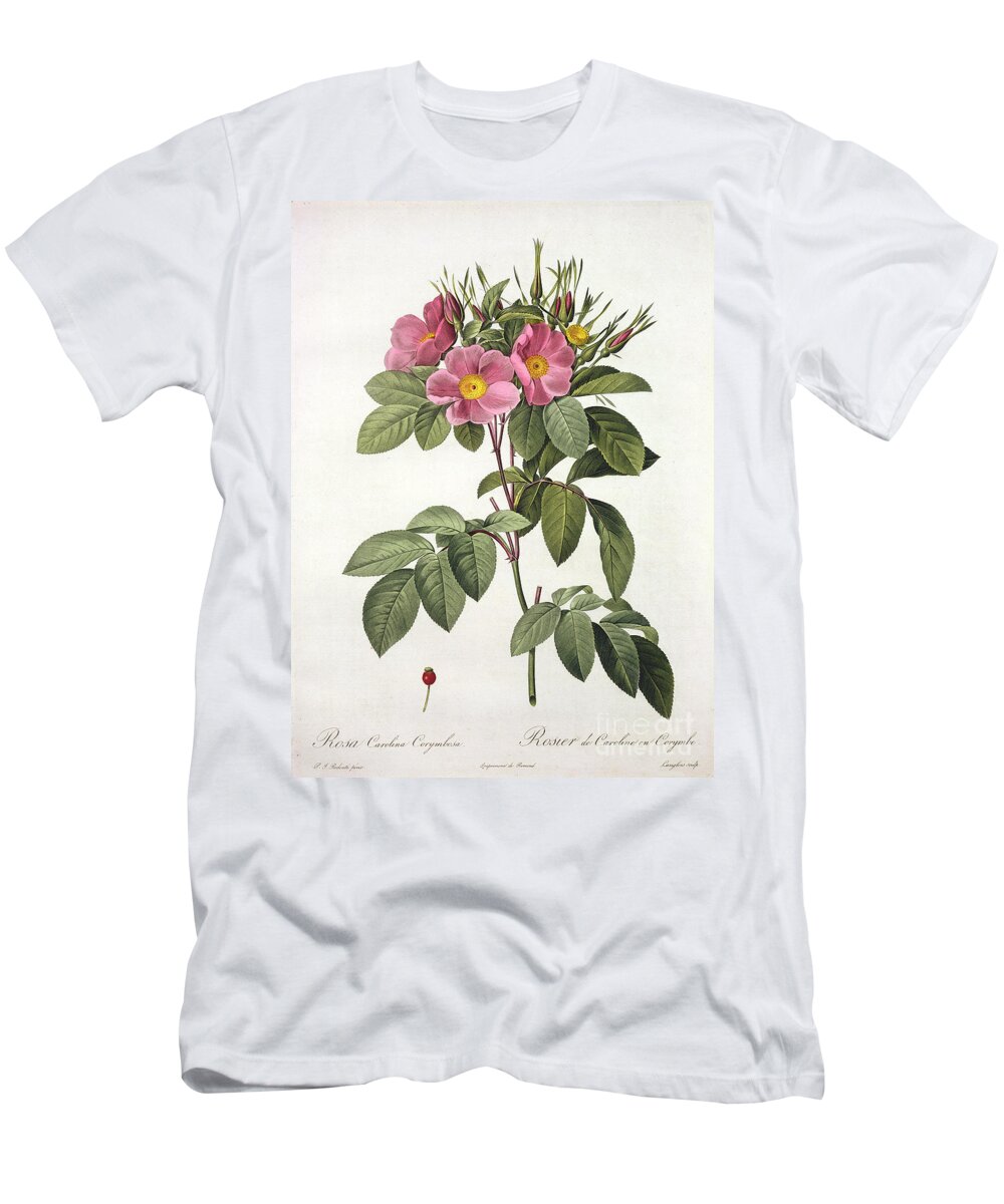 Rosa T-Shirt featuring the drawing Rosa Carolina Corymbosa by Pierre Joseph Redoute