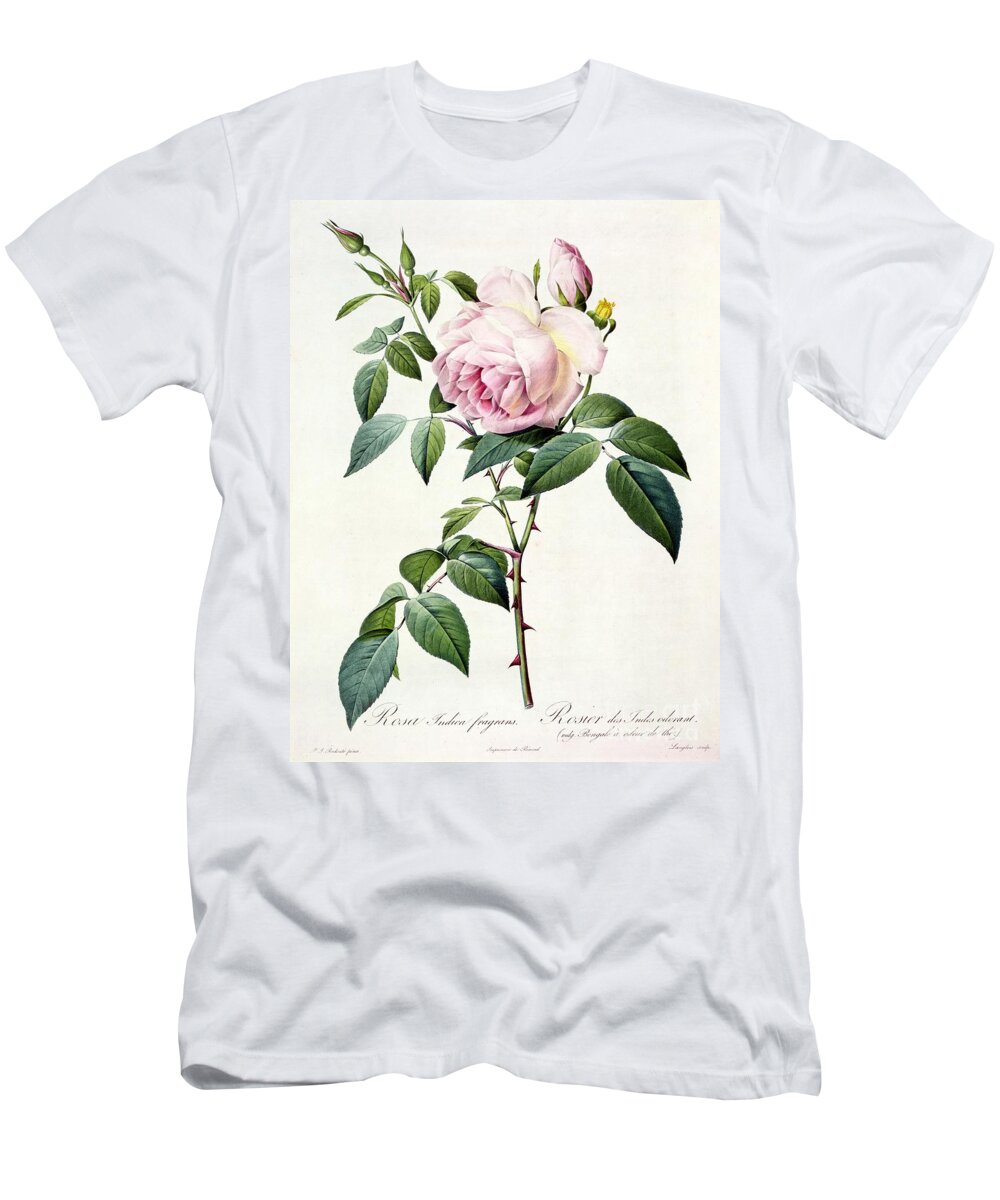 Rosa T-Shirt featuring the drawing Rosa Indica Fragrans by Pierre Joseph Redoute