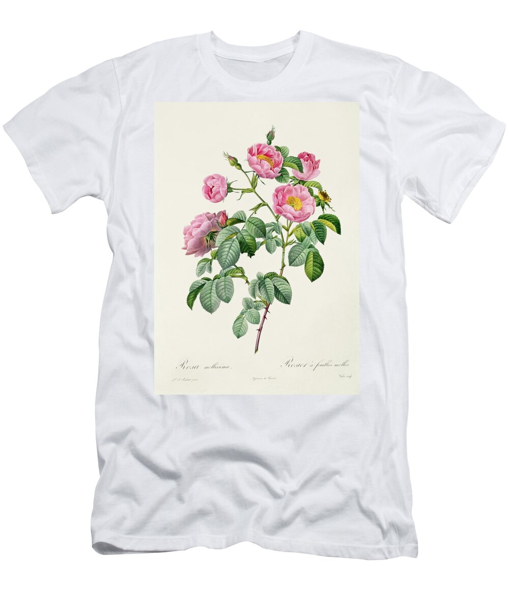 Rosa T-Shirt featuring the drawing Rosa Mollissima by Claude Antoine Thory
