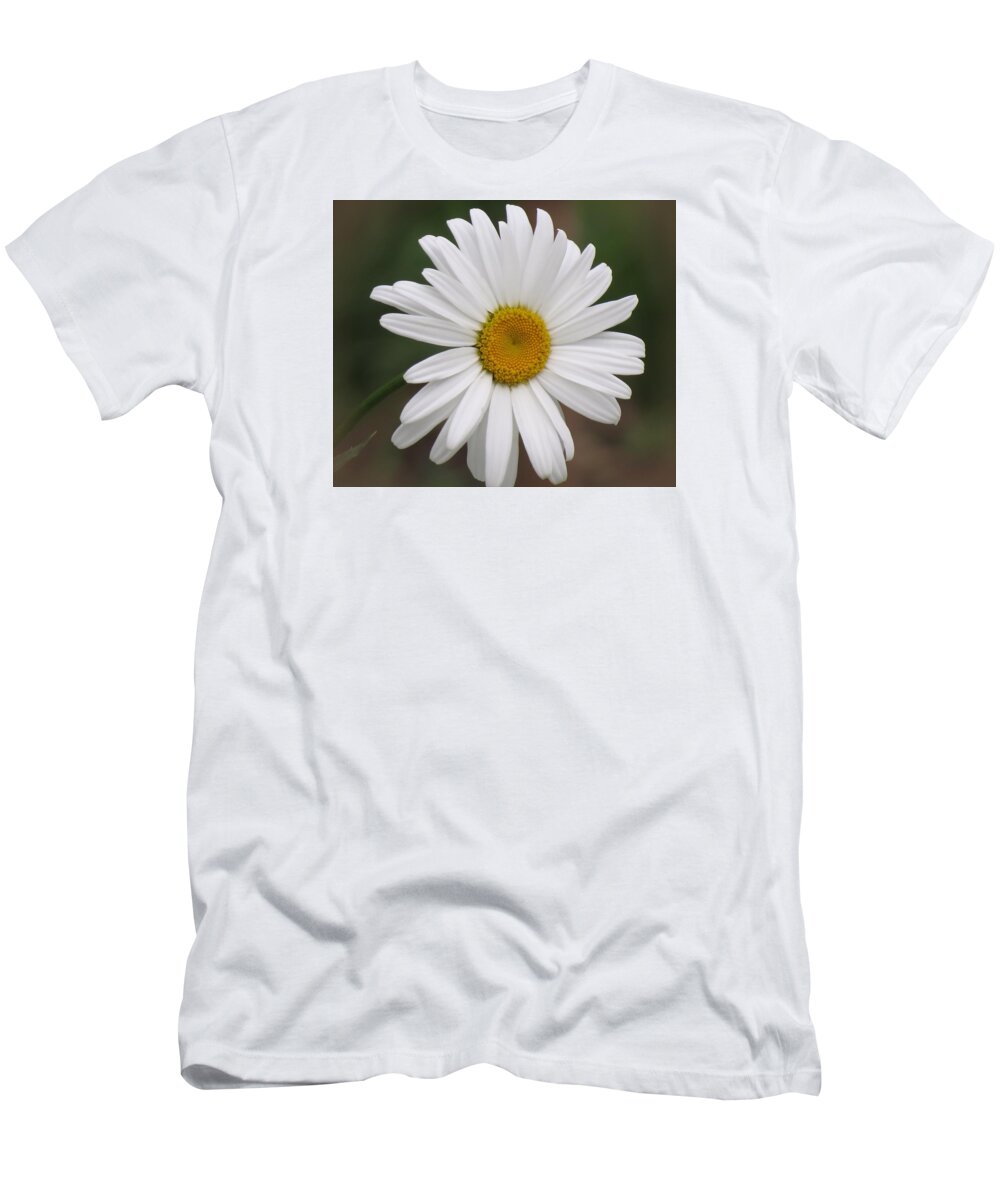 Daisy T-Shirt featuring the photograph Shasta White - Daisy by MTBobbins Photography
