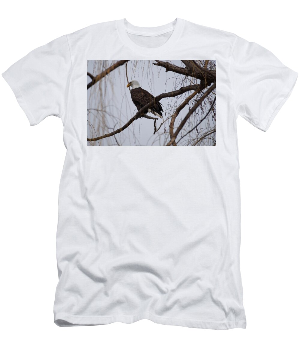 Adult Eagle T-Shirt featuring the photograph Sitting Pretty by Beth Collins