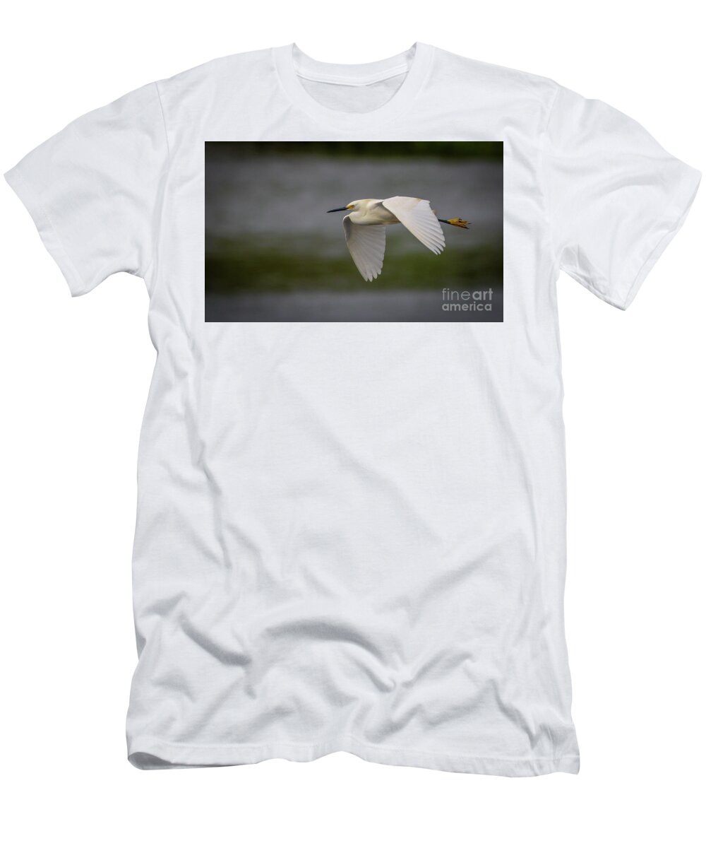 Egret T-Shirt featuring the photograph Snowy Egret Fly-By by Tom Claud