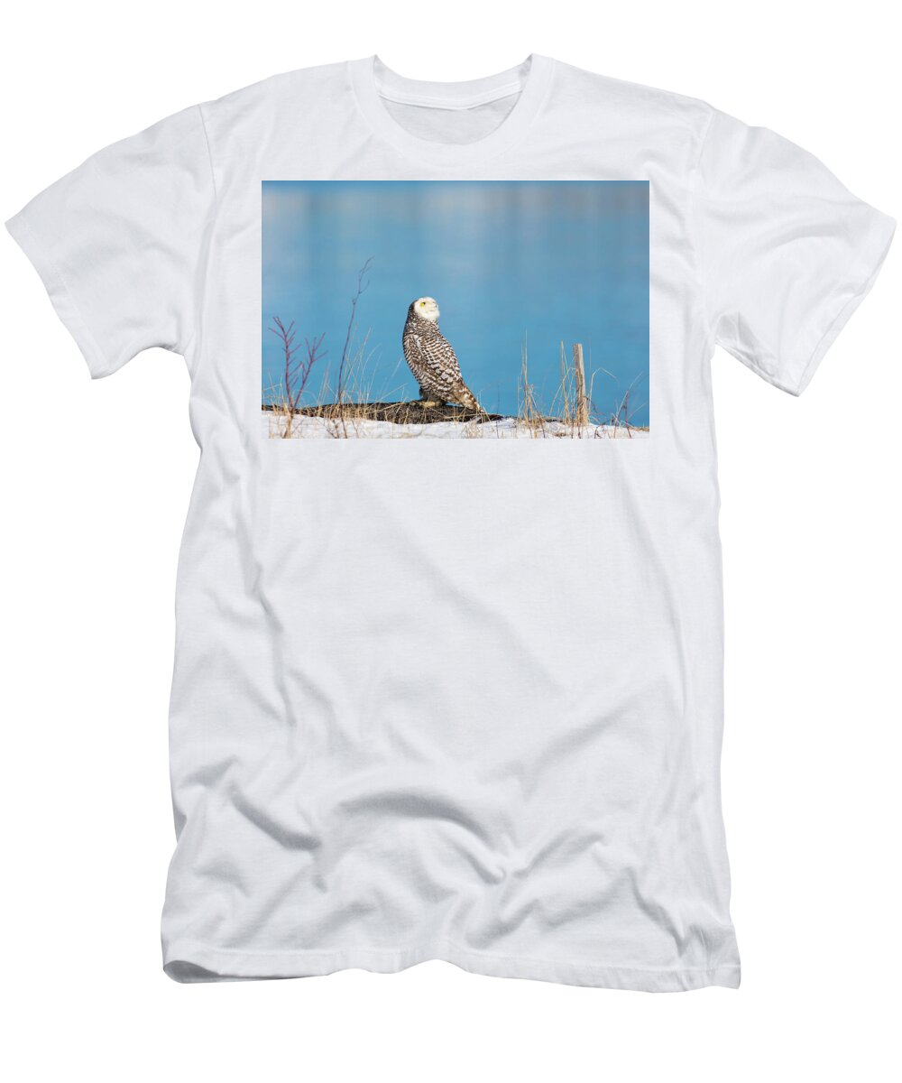 Snowy Owl Owls Snow Outside Outdoors Nature Natural Wild Life Wildlife Ornithology Birds Bird Birding Turn Around Turning Twisting Twist Watching Providence Ri Rhode Island Newengland New England Brian Hale Brianhalephoto Atlantic Ocean T-Shirt featuring the photograph Snowy Watching a Plane by Brian Hale
