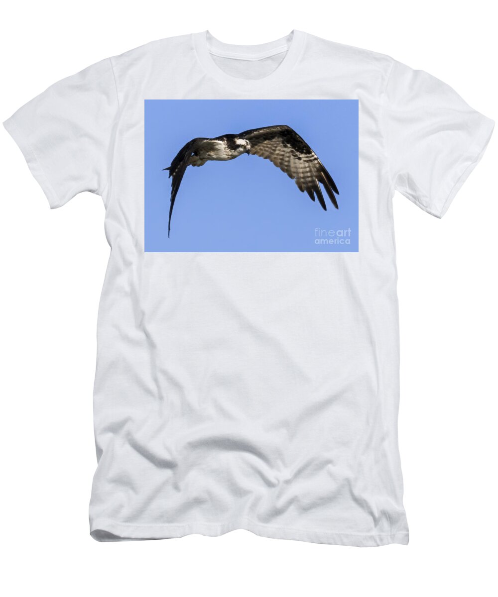 Soaring Osprey T-Shirt featuring the photograph Soaring Osprey by Priscilla Burgers